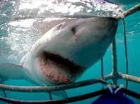 У берегов Мексики дайвер чудом спасся после встречи с большой белой акулой (ВИДЕО)