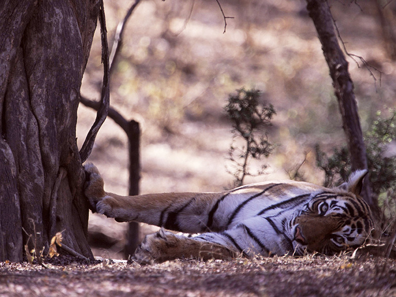 Власти Индии сообщили об успешном завершении операции по поимке дикой тигрицы, подозреваемой в убийствах и поедании людей