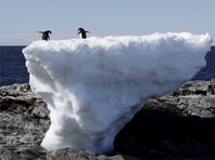 В Антарктике создадут крупнейшую мировую морскую природоохранную зону