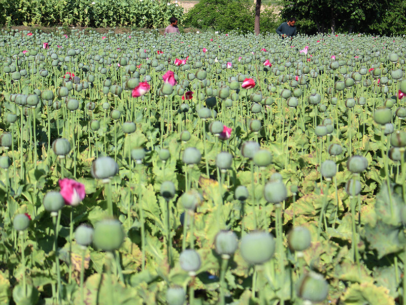 В Афганистане выросла площадь опийных плантаций