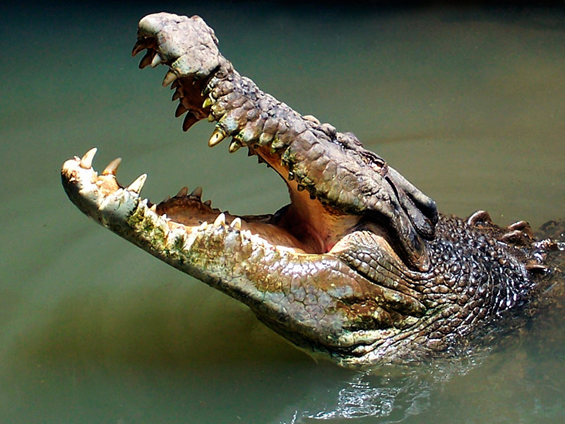 В Австралии подросток сам не заметил, как снял на ВИДЕО момент нападения на него крокодила
