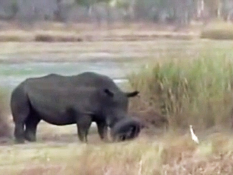 Сотрудники заповедника в Зимбабве освободили носорога из "резинового капкана". Животное угодило мордой в автомобильную шину во время водопоя, однако совместными усилиями работники ее сняли