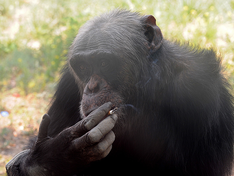 19-летняя самка шимпанзе умеет самостоятельно прикуривать от зажигалки или окурка. Как заверяют работники зоопарка, Азалия курит "не в затяг", то есть не вдыхает дым в легкие
