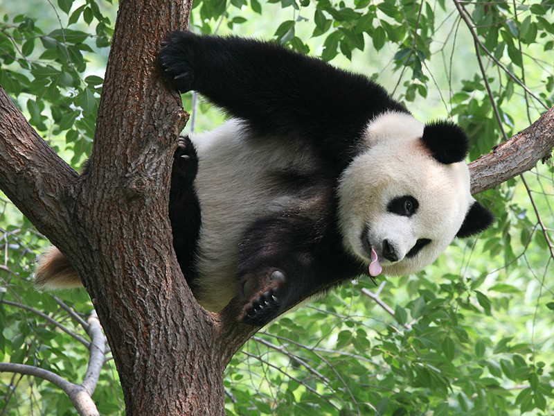 В Китае посетитель зоопарка хотел подраться с пандой, чтобы впечатлить дам, но был жестоко затискан