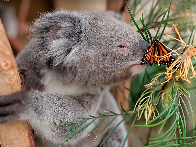 В австралийском зоопарке бабочка спонтанно поучаствовала в фотосессии с детенышем коалы