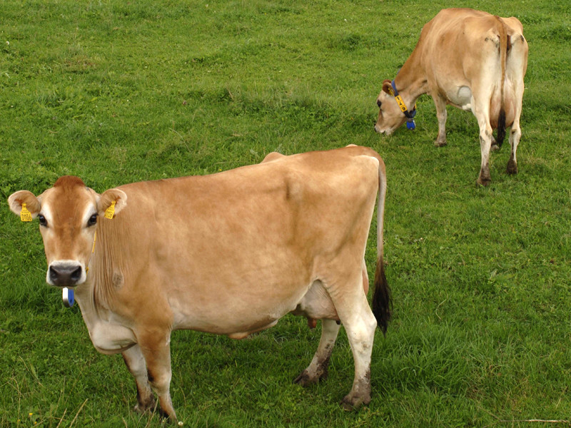 В Дании придумали траву для спасения от создающей парниковый эффект отрыжки коров