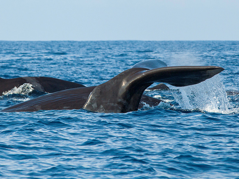 В Австралии экологи стали свидетелями необычного происшествия - спасения взрослой самки кита ее собственным детенышем