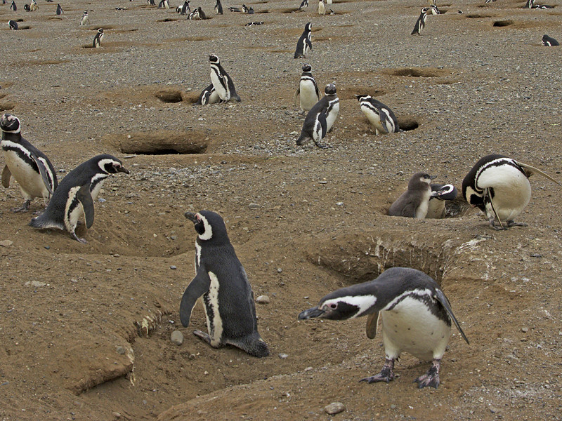 400 мертвых и разлагающихся пингвинов "со следами зубов" были обнаружены во время научной экспедиции на отдаленный остров архипелага Южных Шетландских островов, которые находятся к северу от Антарктики