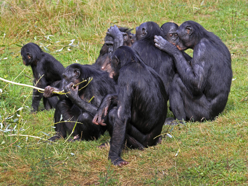 Обезьяны бонобо доказали, что гаджеты и чтение не влияют на развитие дальнозоркости у людей
