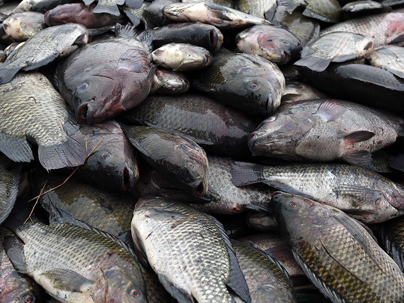 В Японии со скандалом закрыли каток, во льду которого заморозили 5000 рыб