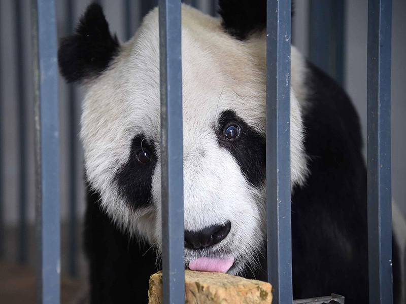 Самый старый в мире самец панды умер, оставив после себя более 130 потомков, что составляет четверть от всех бамбуковых мишек