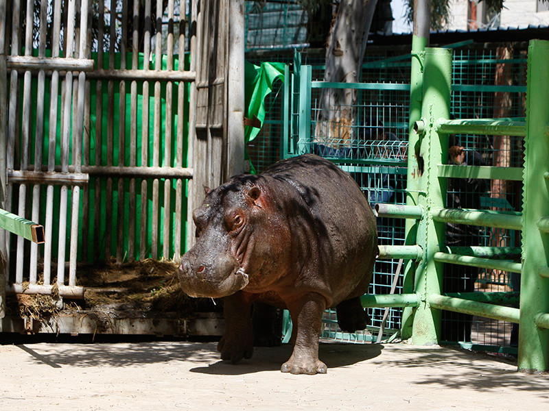 В результате молодой носорог столкнул пожилого соперника в озеро к бегемотам