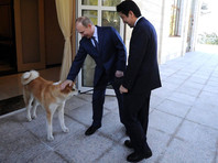 Москва отклонила предложение Токио подарить российскому лидеру самца породы акита-ину в дополнение к самке Юмэ, которую глава РФ получил в подарок в июле 2012 года