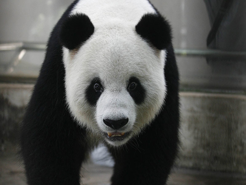 На сотрудника центра по охране и исследованию больших панд в китайской провинции Сычуань напала самка бамбукового медведя. Животное набросилось на мужчину, искусало его, повредило ему ногу и сломало обе руки