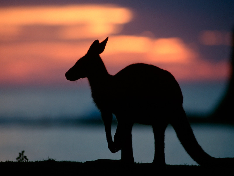 Австралийке пришлось притвориться мертвой, чтобы спастись от разъяренного кенгуру