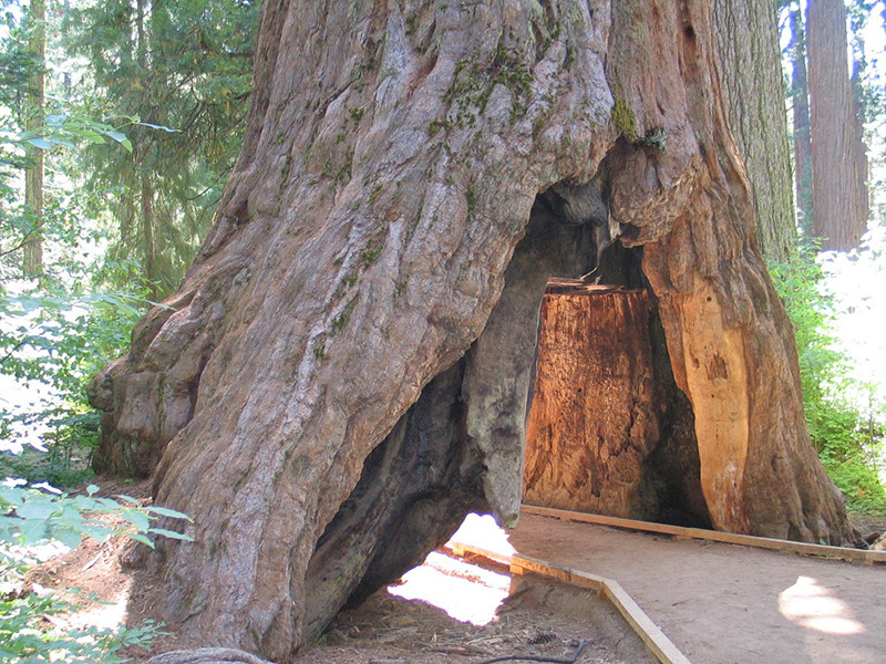 В Калифорнии рухнула тысячелетняя секвойя, известная как Дерево-туннель