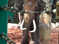 В австралийском зоопарке развлекают скучающего слона с помощью запахов