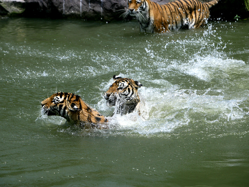 Тигры в зоопарке Нинбо