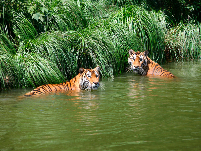 Тигры в зоопарке города Нинбо, июль 2015 года
