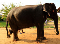 В Индии нетерпеливый слон открыл себе путь через железную дорогу при помощи хобота (ВИДЕО)