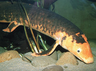 Чикагский океанариум усыпил Дедушку - рыбу-долгожителя, которая большую часть жизни прикидывалась бревном