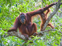 В Индонезии рабочие съели приблудного орангутана