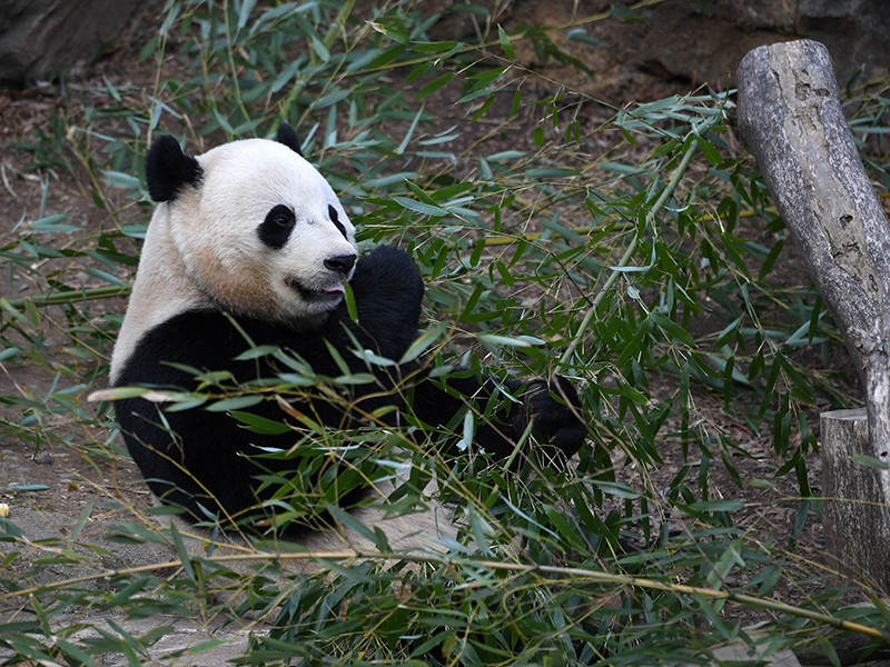 Национальный зоопарк Вашингтона отправил на родину, в Китай, трехлетнюю самку панды по имени Бао Бао (в переводе с китайского означает "драгоценное сокровище")