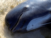 Огромная стая дельфинов выбросилась на мелководье у мыса Фаруэлл в ночь с четверга на пятницу. Тогда спасатели насчитали более 400 гринд. Почти 300 погибли в пятниц