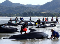 В Новой Зеландии остаются на берегу около 240 дельфинов-гринд