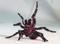 В Австралии 10-летний мальчик чудом выжил после укуса одного из самых ядовитых пауков мира