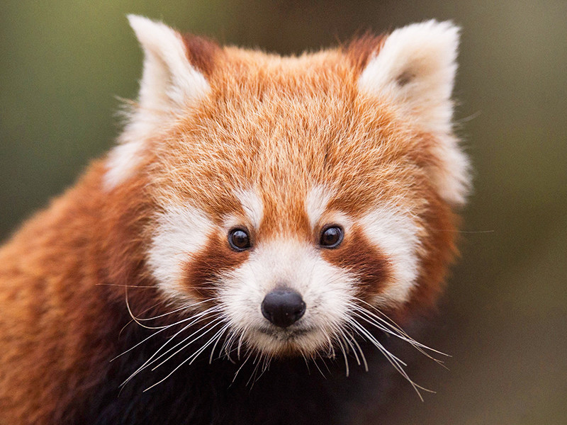 Пропавшую более двух недель назад из зоопарка США красную панду не могут найти даже с помощью беспилотников