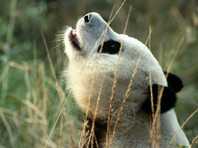 В Китае панда подкараулила и съела козу (ФОТО)