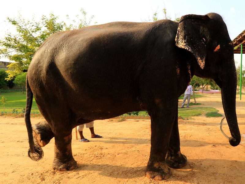 В Индии нетерпеливый слон открыл себе путь через железную дорогу при помощи хобота