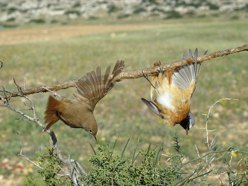 Руководство британской военной базы на Кипре раскритиковали за потворство браконьерам, которые уничтожают сотни тысяч певчих птиц на территории, контролируемой Министерством обороны Великобритании