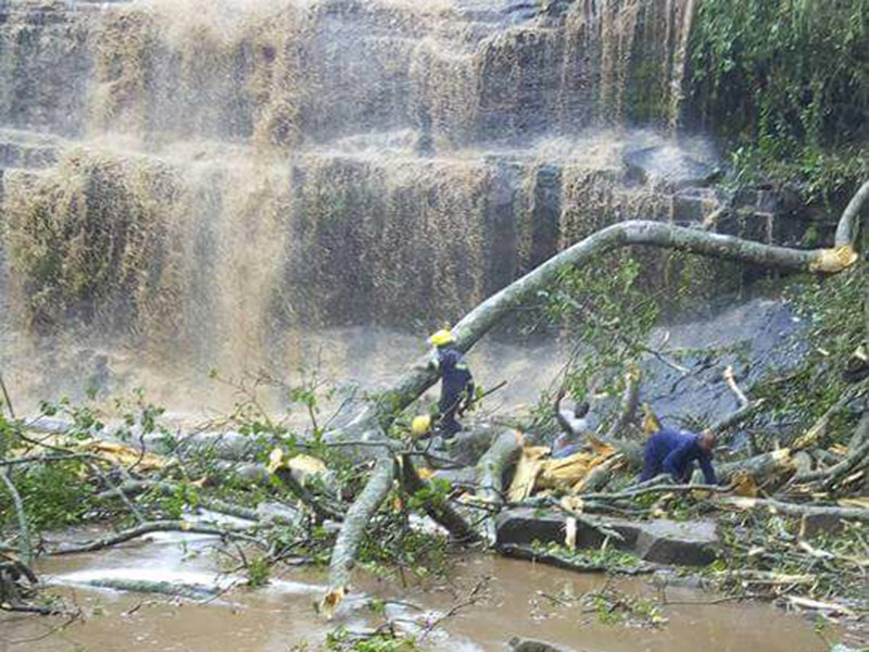 В Гане дерево упало на туристов, приехавших полюбоваться на водопад
