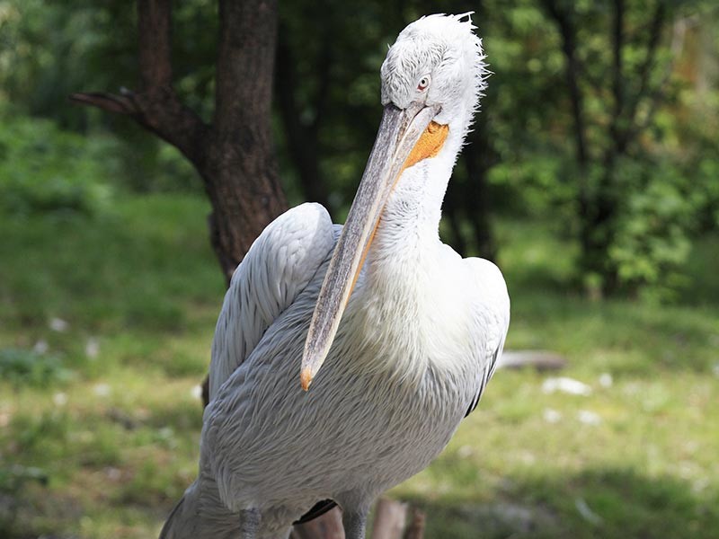 В зоопарке Шенбрунн в Вене усыпили 20 кудрявых пеликанов, заболевших птичьим гриппом


