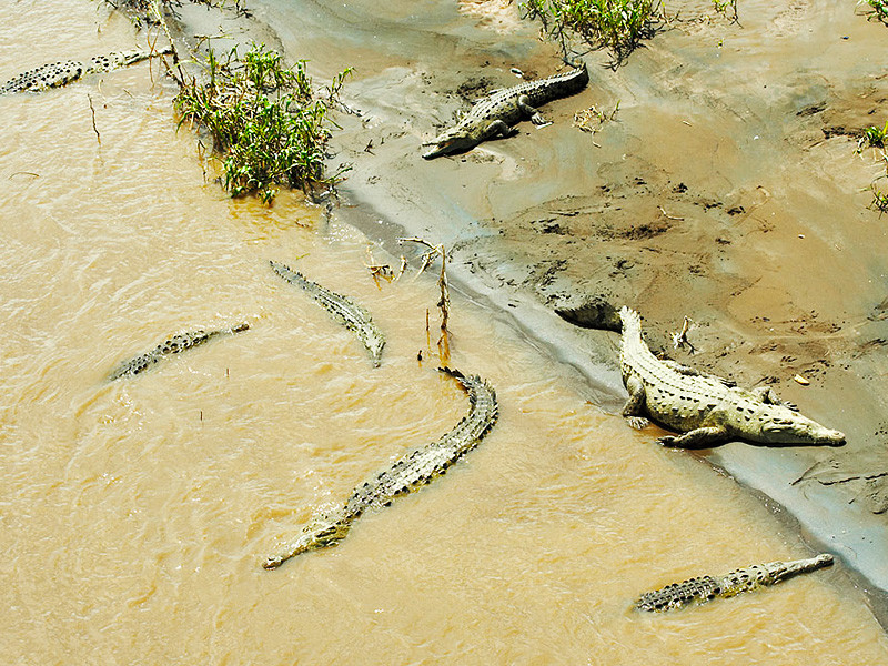Молодой австралиец прыгнул в кишащую крокодилами реку, чтобы впечатлить британскую туристку