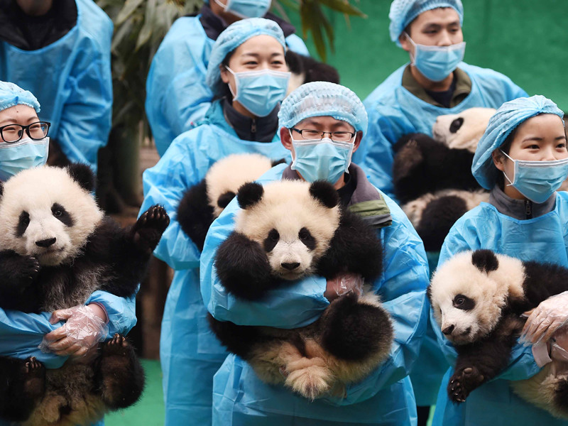 В Китае переходят к новому этапу спасения панд - контролю близкородственного скрещивания