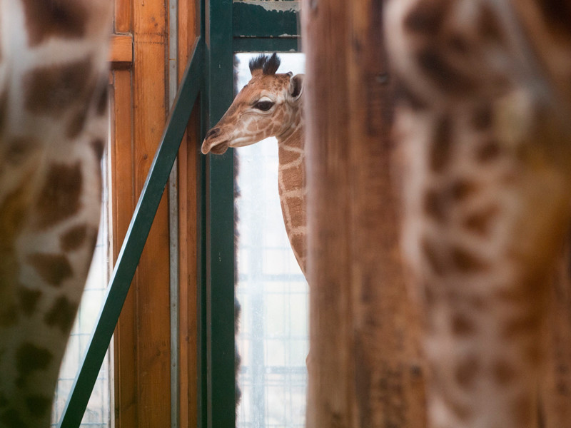За родами жирафихи Эйприл наблюдали онлайн 1,2 млн человек

