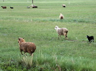 В Душанбе подчеркивают, что пастухи, увидев пограничников, решили отогнать скот вглубь территории Таджикистана, однако, не успев уйти, были задержаны узбекскими пограничниками