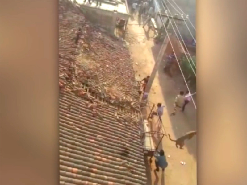 В Индии полицейскому пришлось прыгнуть с крыши для спасения от заявившегося в деревню леопарда
