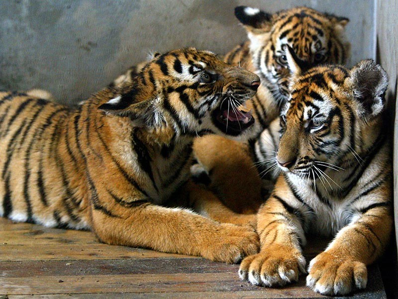 Защитники прав животных в Ливане спасли трех сибирских тигрят, которых отправили из зоопарка украинского города Николаева в Сирию в маленьком деревянном ящике, где они провели целую неделю

