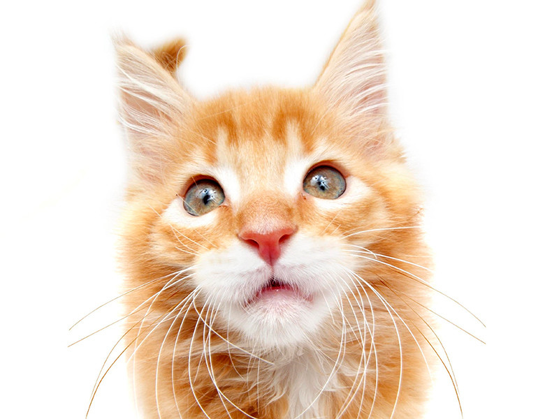 Австралийский кот породы мейн-кун по кличке Омар может попасть в Книгу рекордов Гиннесса благодаря своей длине и растущей популярности в интернете