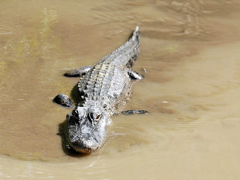 В американском штате Флорида аллигатор напал на десятилетнюю девочку