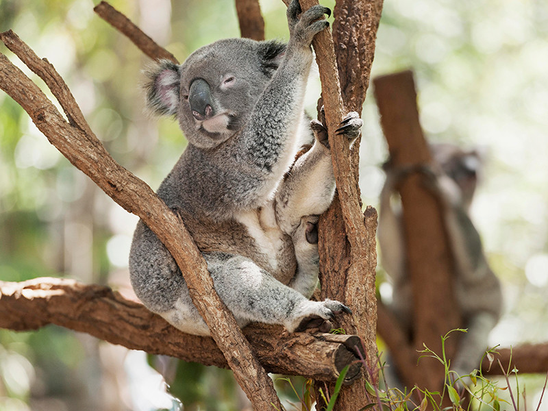 Всемирный фонд дикой природы (WWF) призывает общественность оказать давление на правительство премьер-министра австралийского штата Квинсленд Анастасию Палащук в связи с разрушением привычной среды обитания коал