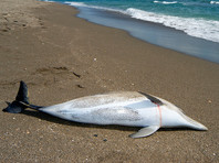 В Одесской области на берег выбросило десятки мертвых дельфинов, попавших в браконьерские сети