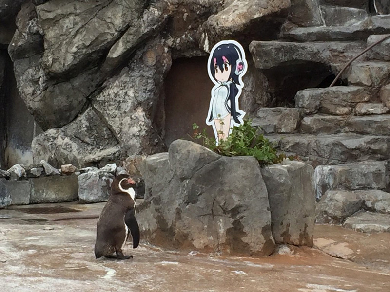 В Японии пингвин, которого бросила подруга, влюбился в героиню аниме