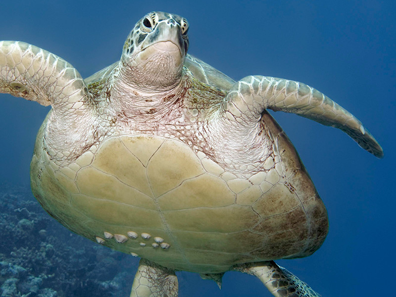 В США волонтеры помогли заплутавшей морской черепахе вернуться в океан