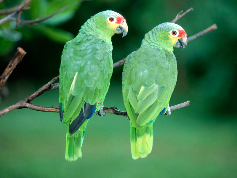 В Коста-Рике домохозяйку приговорили к штрафу в 850 000 колонов за незаконное содержание двух попугаев в клетке