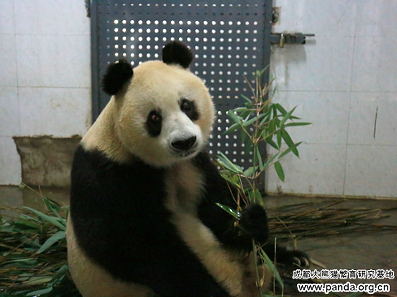 В Китае скончалась одна из самых старых в мире самок большой панды